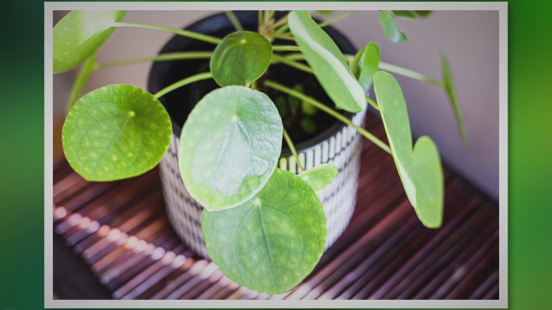 'Video thumbnail for How to Take the Best Care for Chinese Money Plant'
