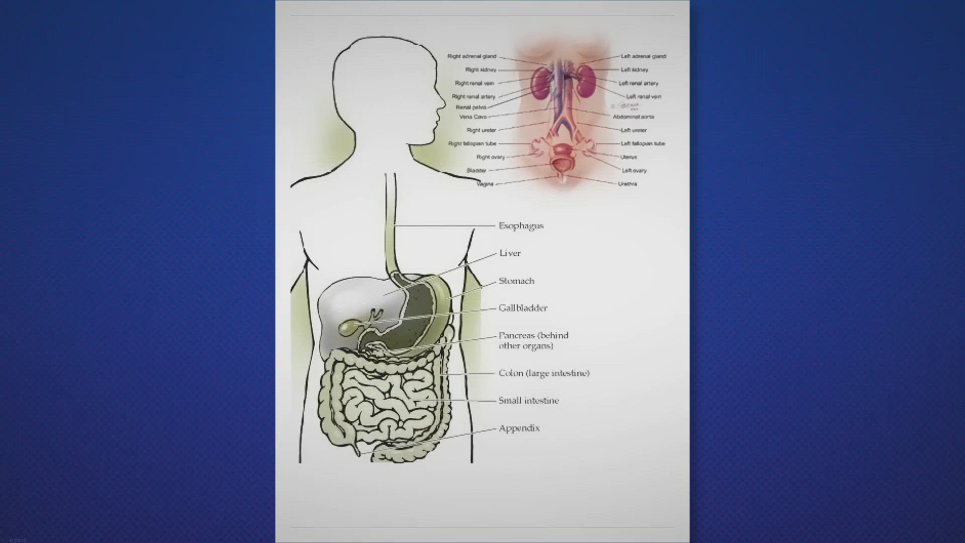 Video thumbnail for From BRAT to Bananas: Fast Relief and Prevention of Diarrhea through Diet