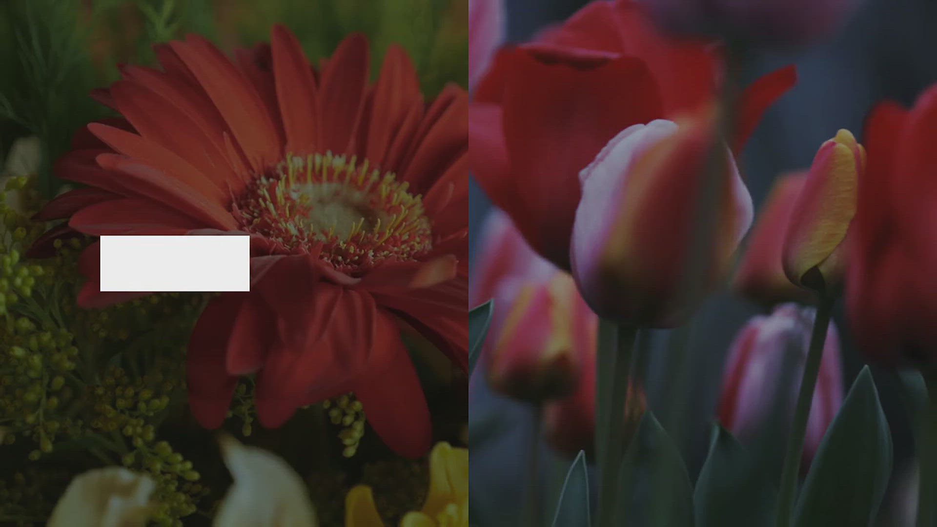 'Video thumbnail for 5 Stunning Types of Tulips for Your Garden'