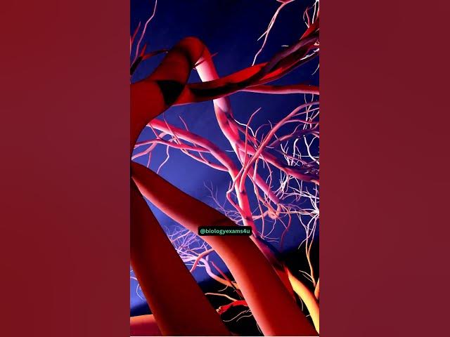 Video thumbnail for 60,000 km of Blood Vessels? #biology