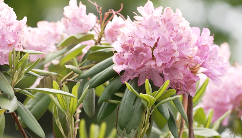 Video thumbnail for Road Trip Close to Home: Explores the hidden beauty of Ringwood’s botanical gardens