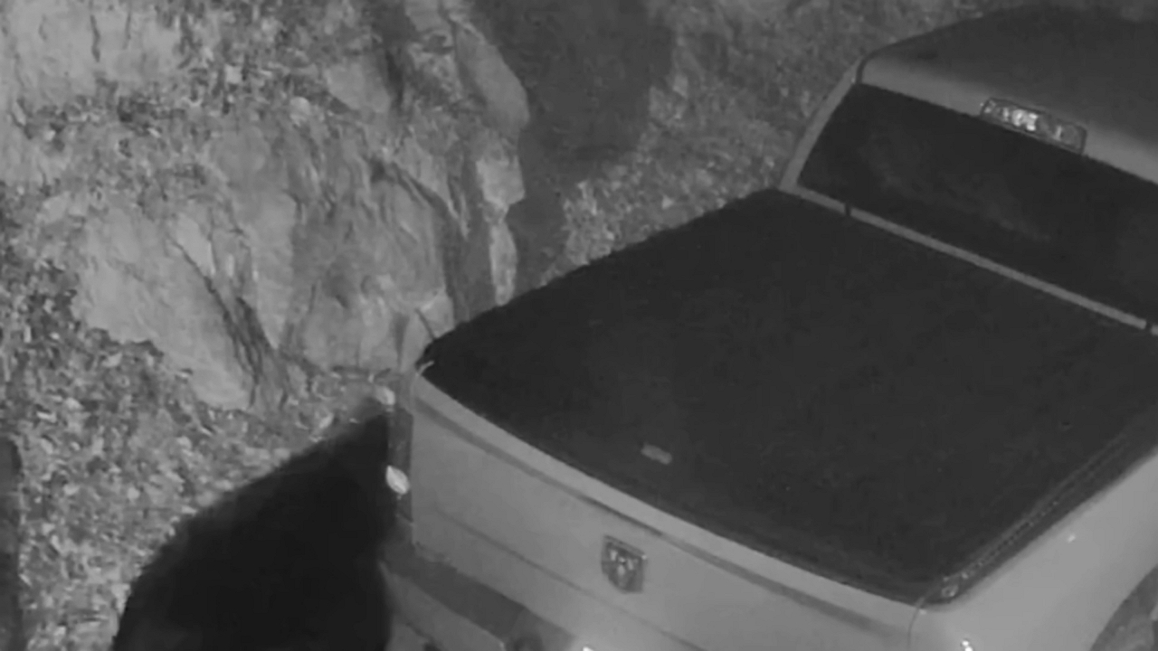 Video thumbnail for Bear surprises tourists by opening truck door in Gatlinburg, Tennessee