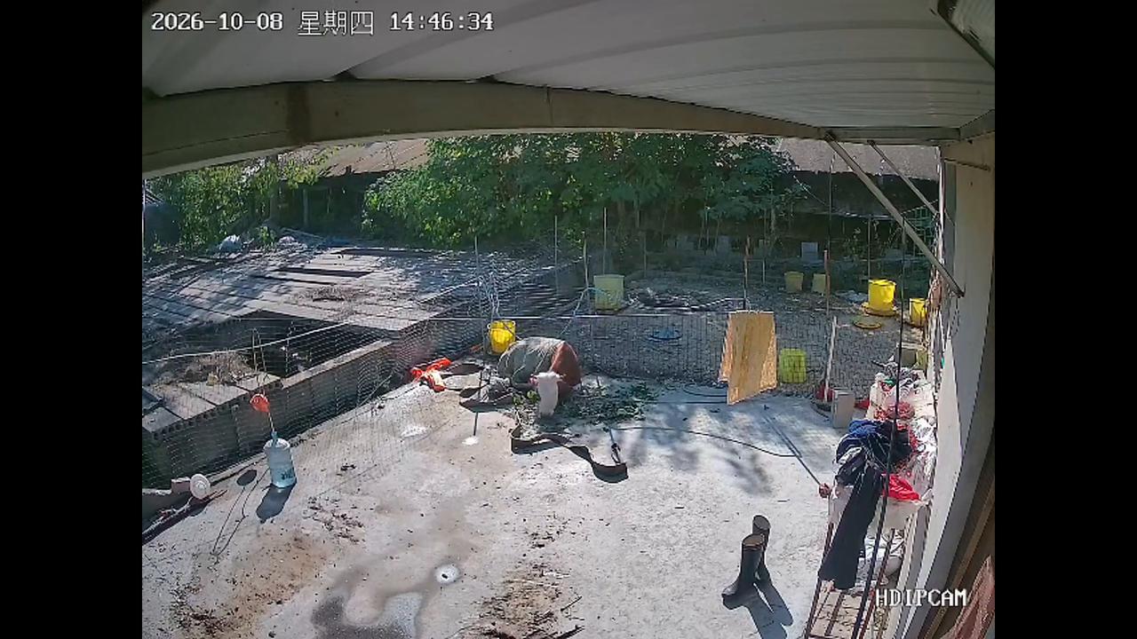 Video thumbnail for China: Cow plunges into water pit after concrete floor collapses in China.