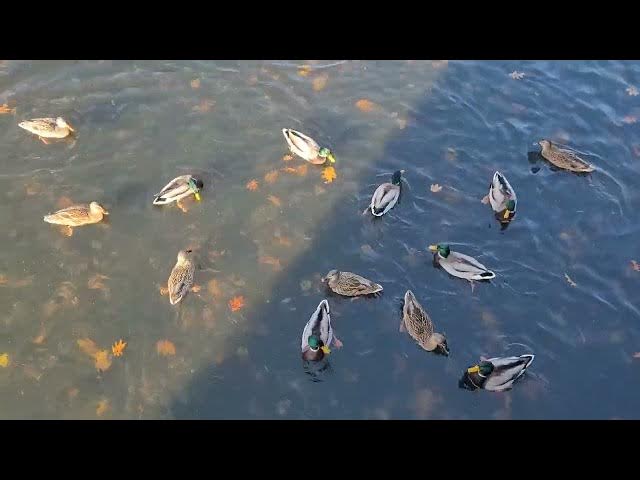Video thumbnail for Beautiful Duckling with babies they're so cute Look at how happy these birds are when I feed them