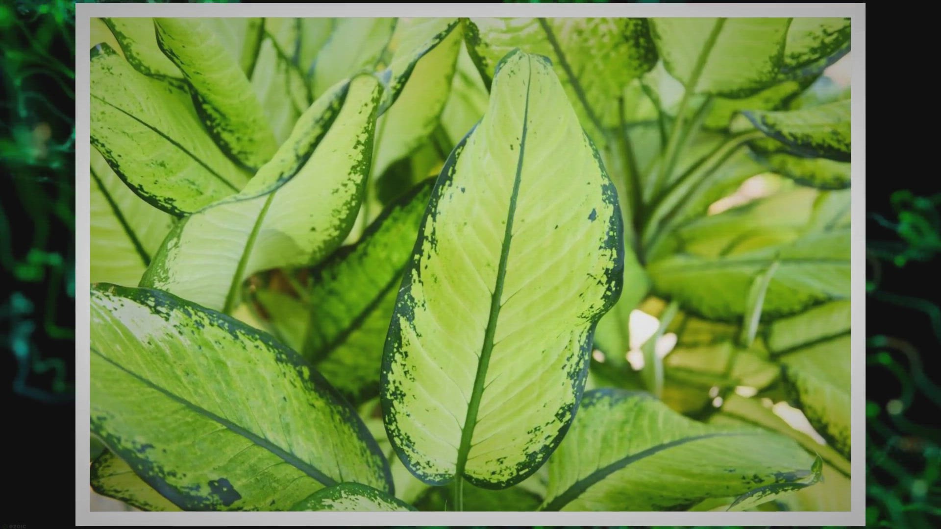 'Video thumbnail for Chinese Evergreen Care Instructions: A Complete Guide'