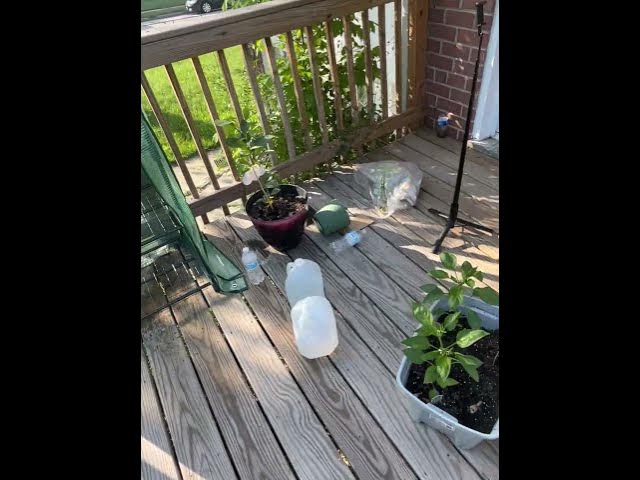 Video thumbnail for I just love the chirping of nature #beginnergardening #comment #gardening #gardenplanning