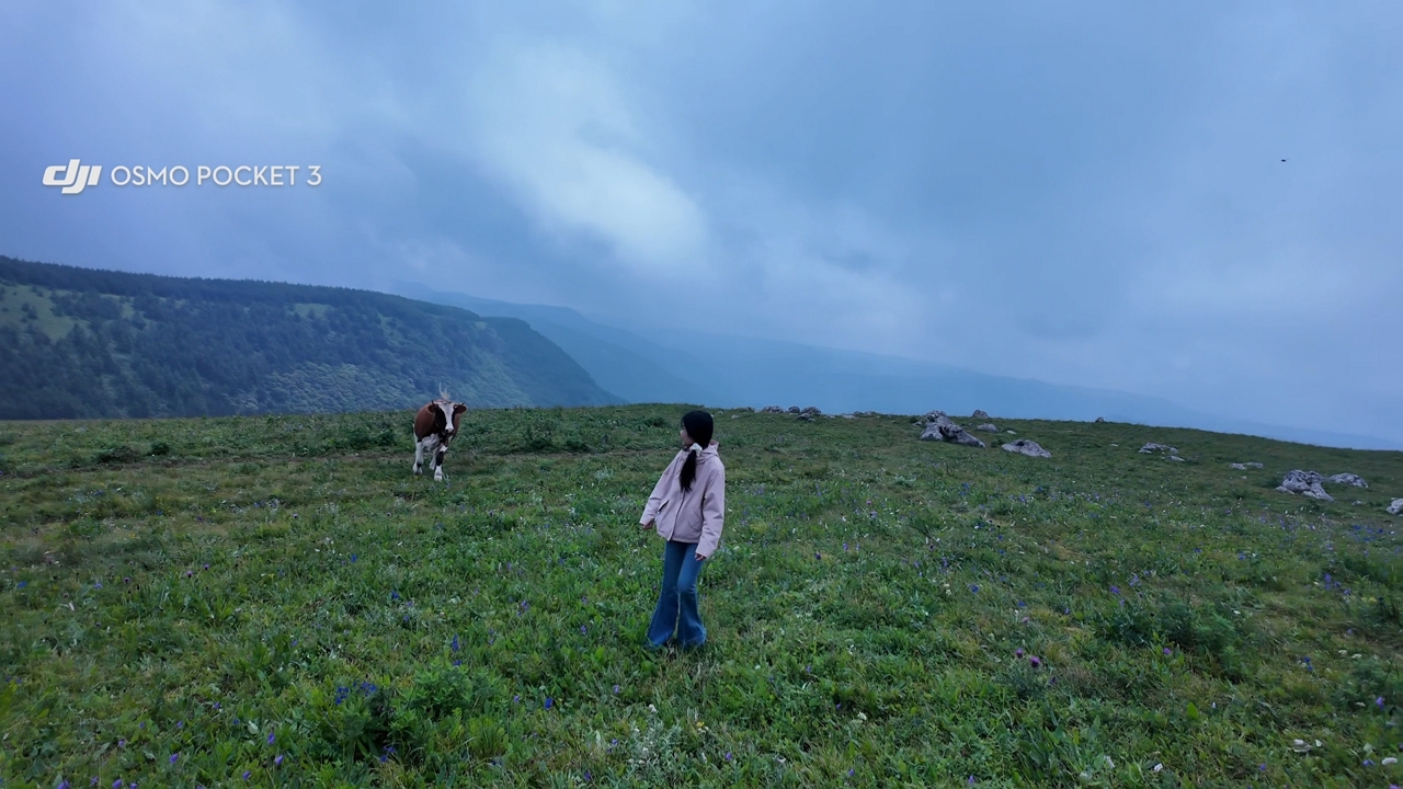 Video thumbnail for Woman Steps Back as Cow Approaches on Shanxi Mountain Grassland