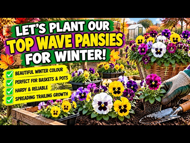 Video thumbnail for How to Plant Top Wave Pansies for Winter 🌸 | Beautiful Winter Colour!