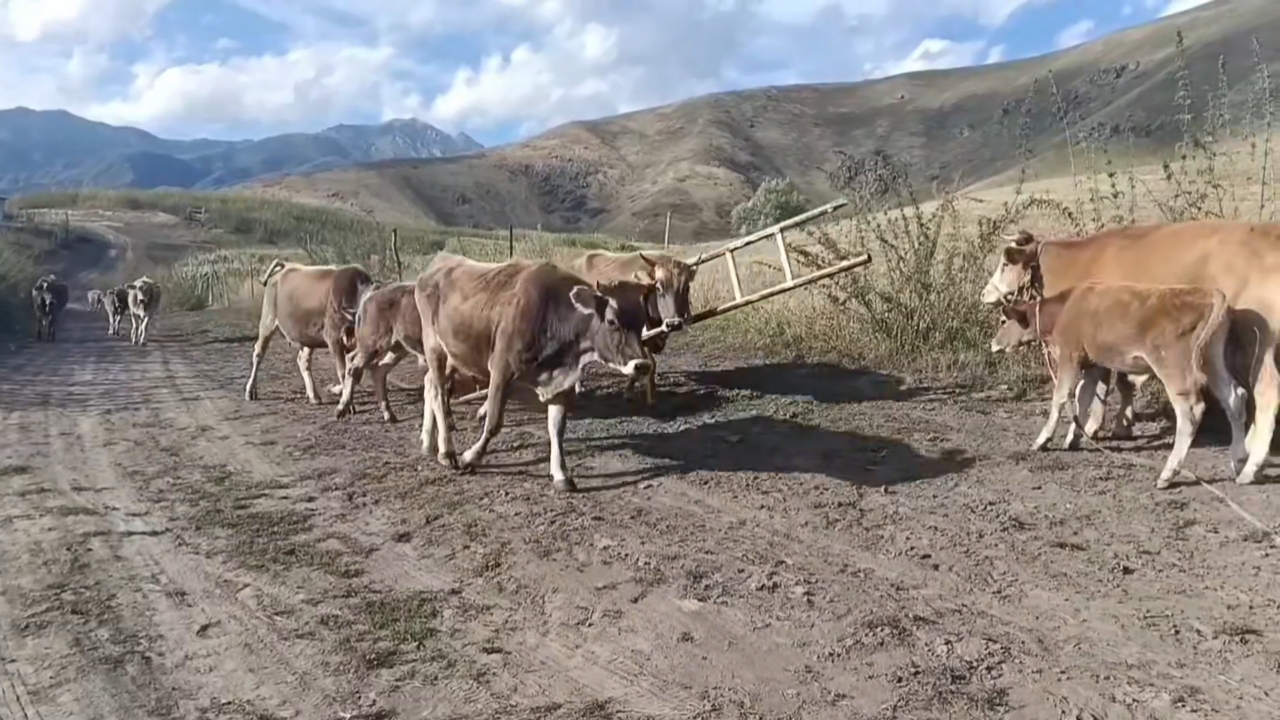 Video thumbnail for Cow Walks Calmly with Ladder Stuck on Its Head in Xinjiang