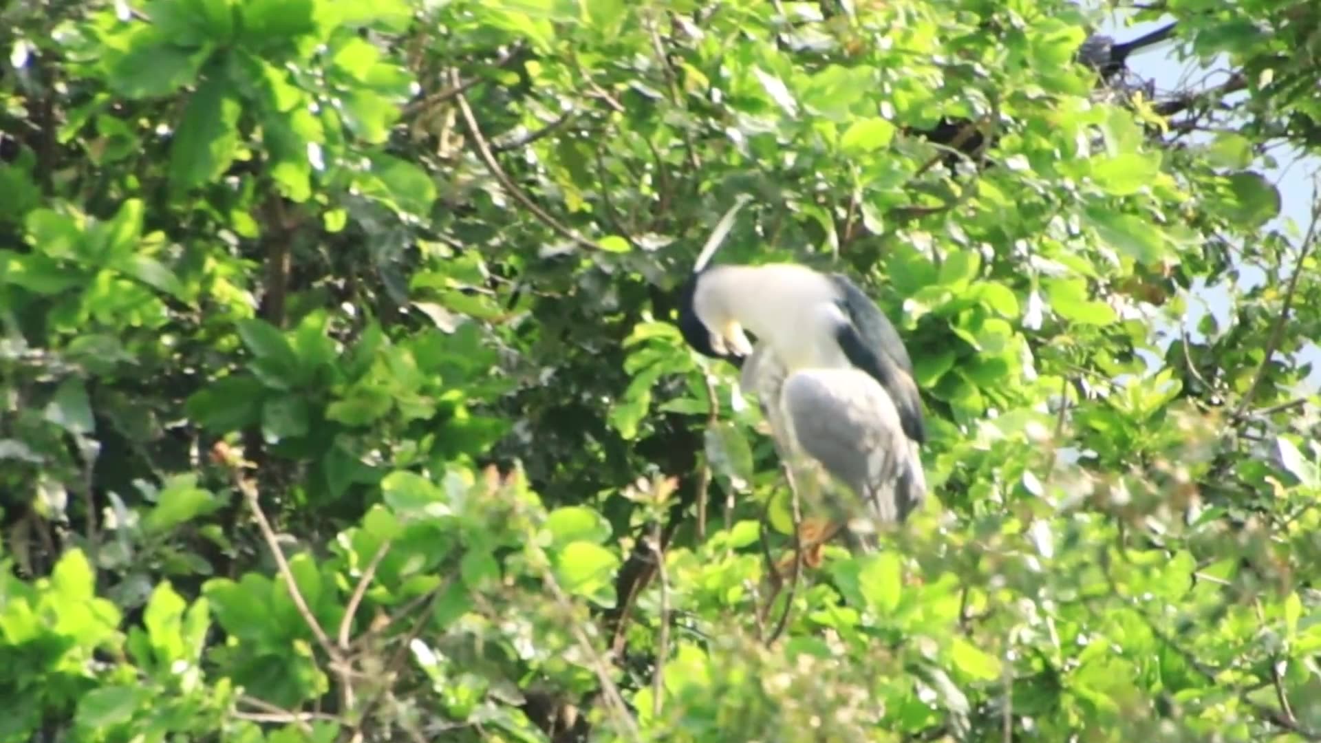 Video thumbnail for At forest wild bird cleaning budy by mouse