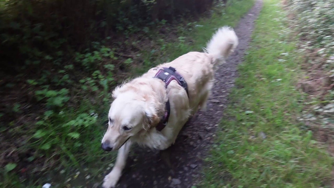 Video thumbnail for Golden Retriever Simple Life - Official Demo Trailer