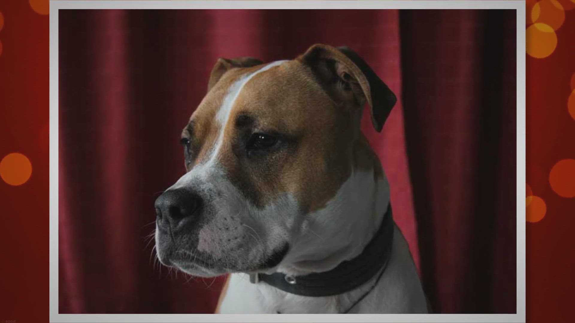 Video thumbnail for Jack Russell Pitbull Mix (Jack Pit) Cross Dog Breed