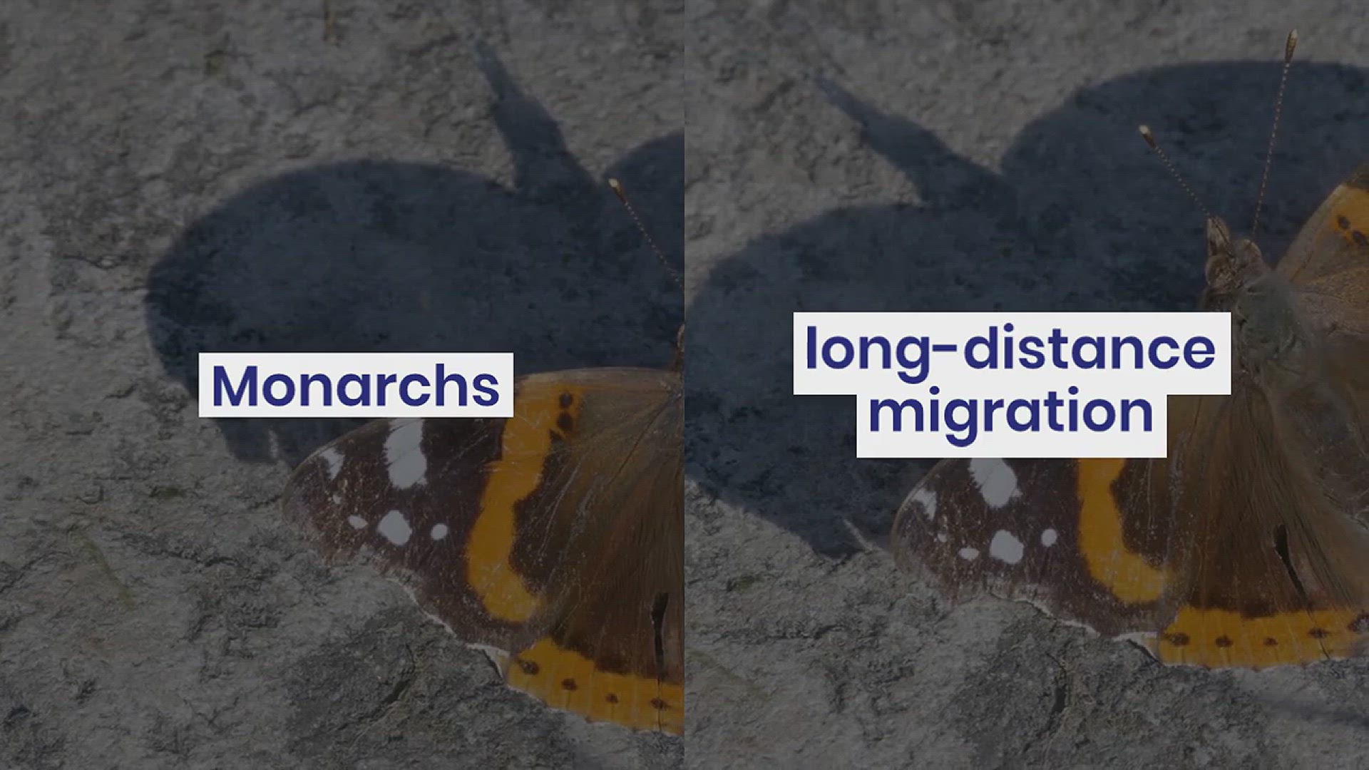 'Video thumbnail for Different Types of Butterflies'