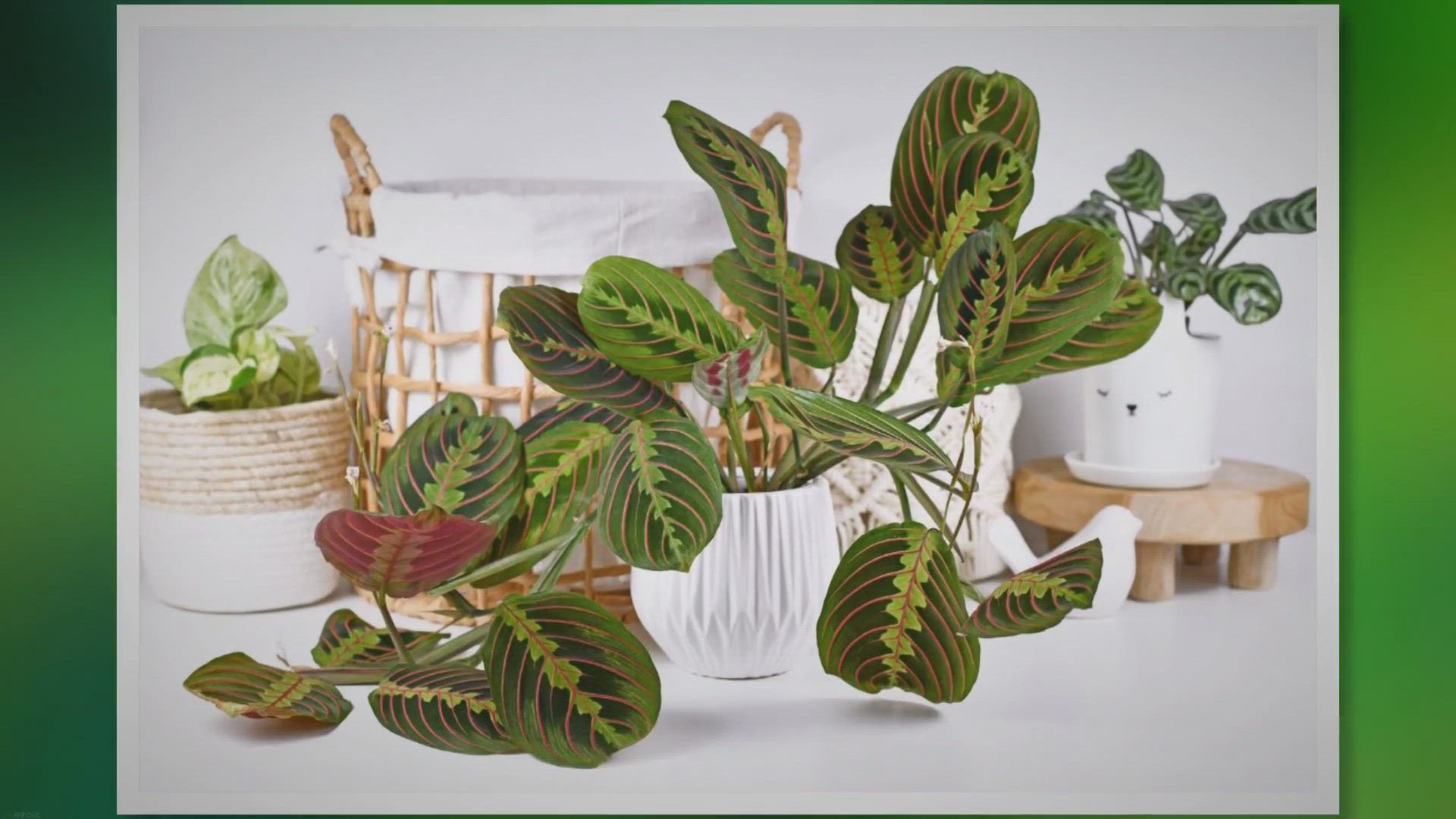 'Video thumbnail for Maranta Care: Master Prayer Plant Care in Easy Steps'