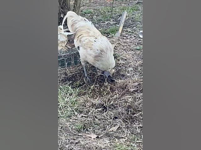 Video thumbnail for They want food, you say theyre free range and need to learn to forage, so they show you they do know