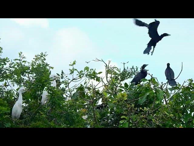 Video thumbnail for the best life of bird#the best life of bird