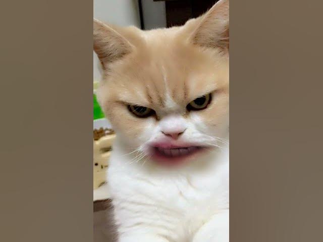 Video thumbnail for one angry kitty setting rules