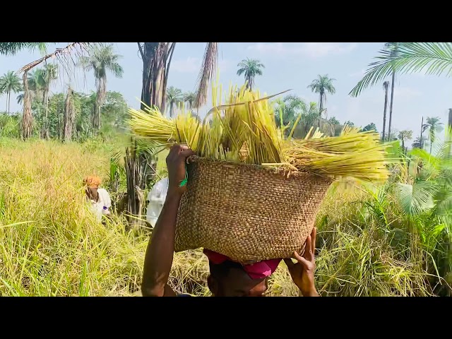 Video thumbnail for 2020 Annual Harvest, Bong County - tape 1 of 2