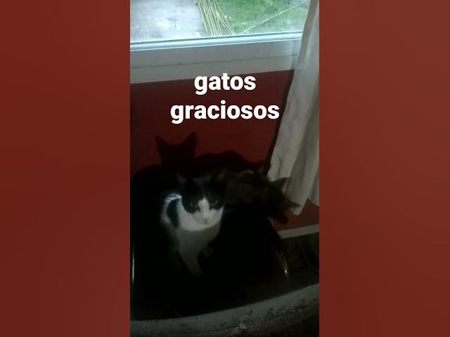 Video thumbnail for gatos graciosos