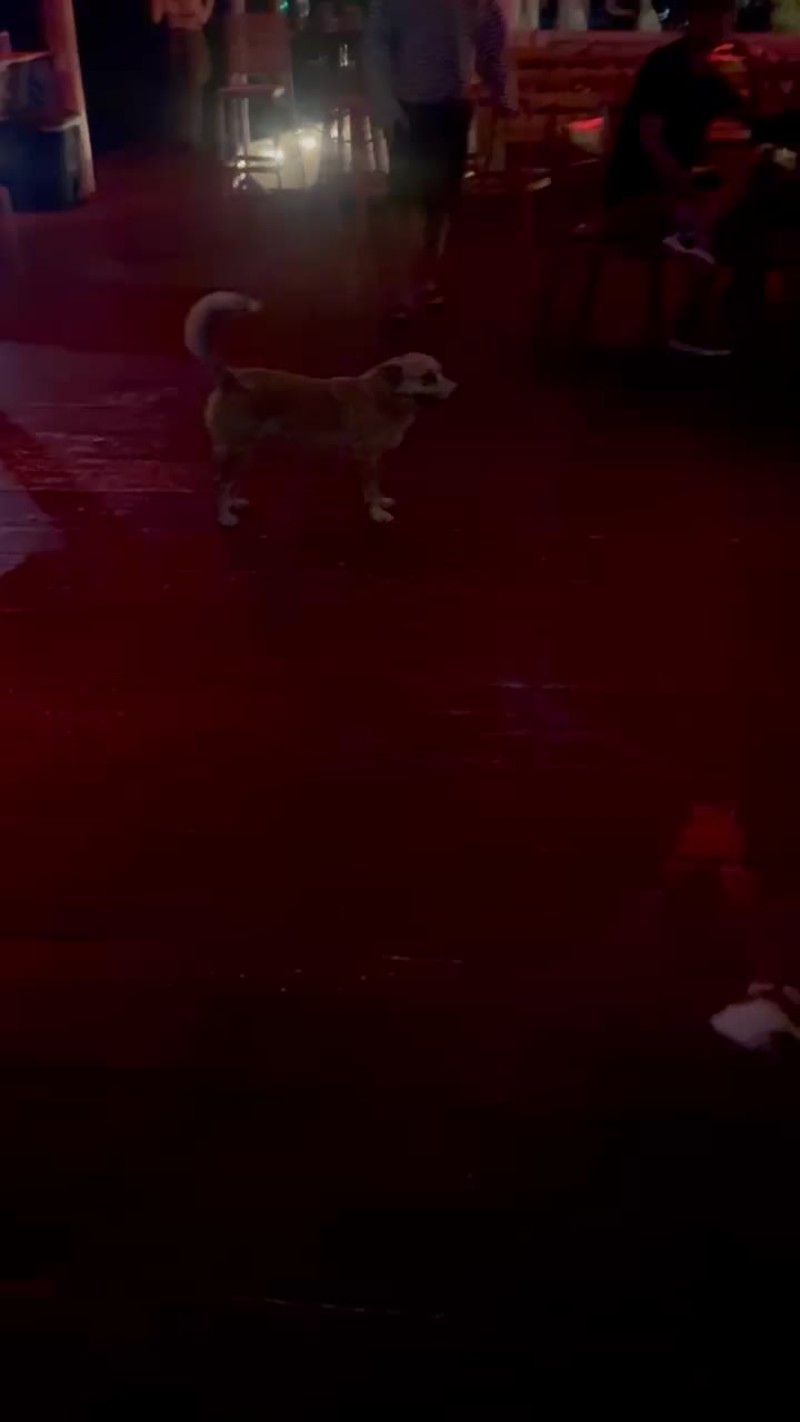 Video thumbnail for Street Dog Becomes the Star of a Panama Nightclub