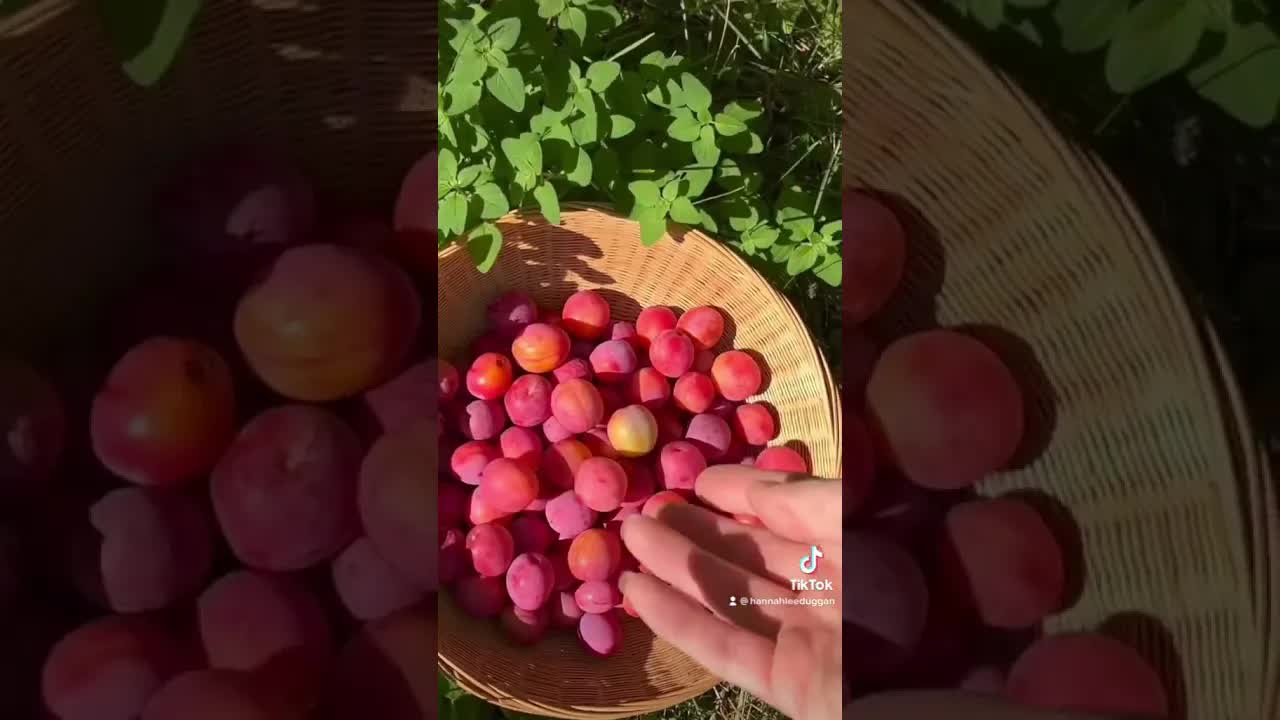 Video thumbnail for making fruit roll ups Pt 1