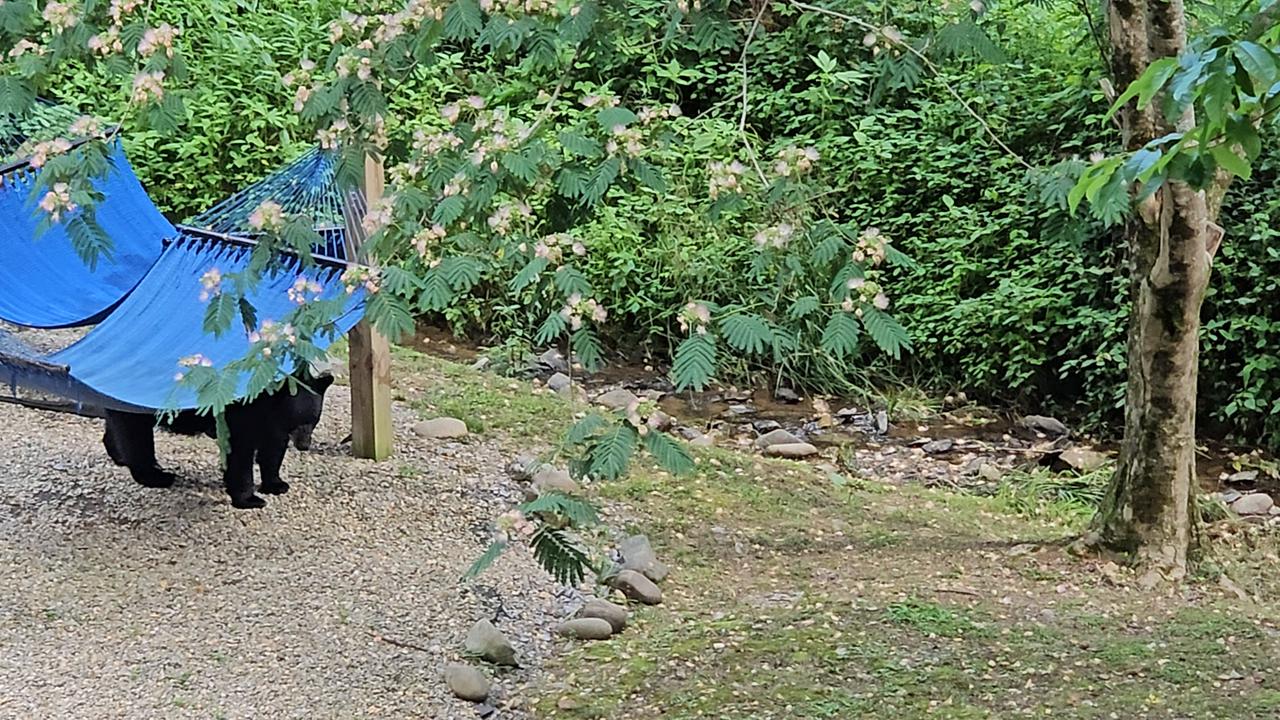 Video thumbnail for Momma Bear and Cubs Hammock Havoc