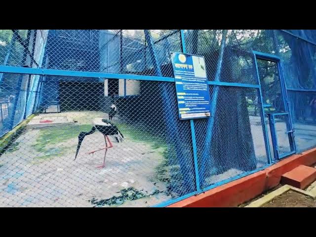 Video thumbnail for জাতীয় চিড়িয়াখানায় কালো গলাবক