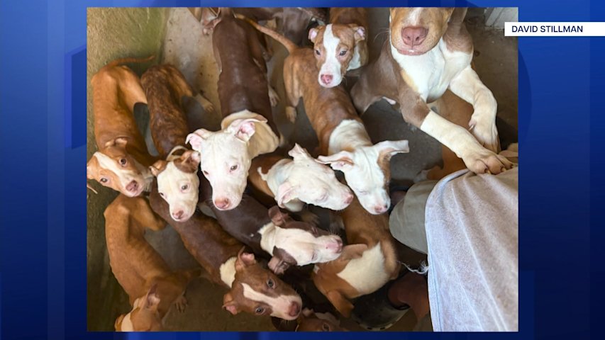 Video thumbnail for More than a dozen puppies abandoned in Rahway now up for adoption