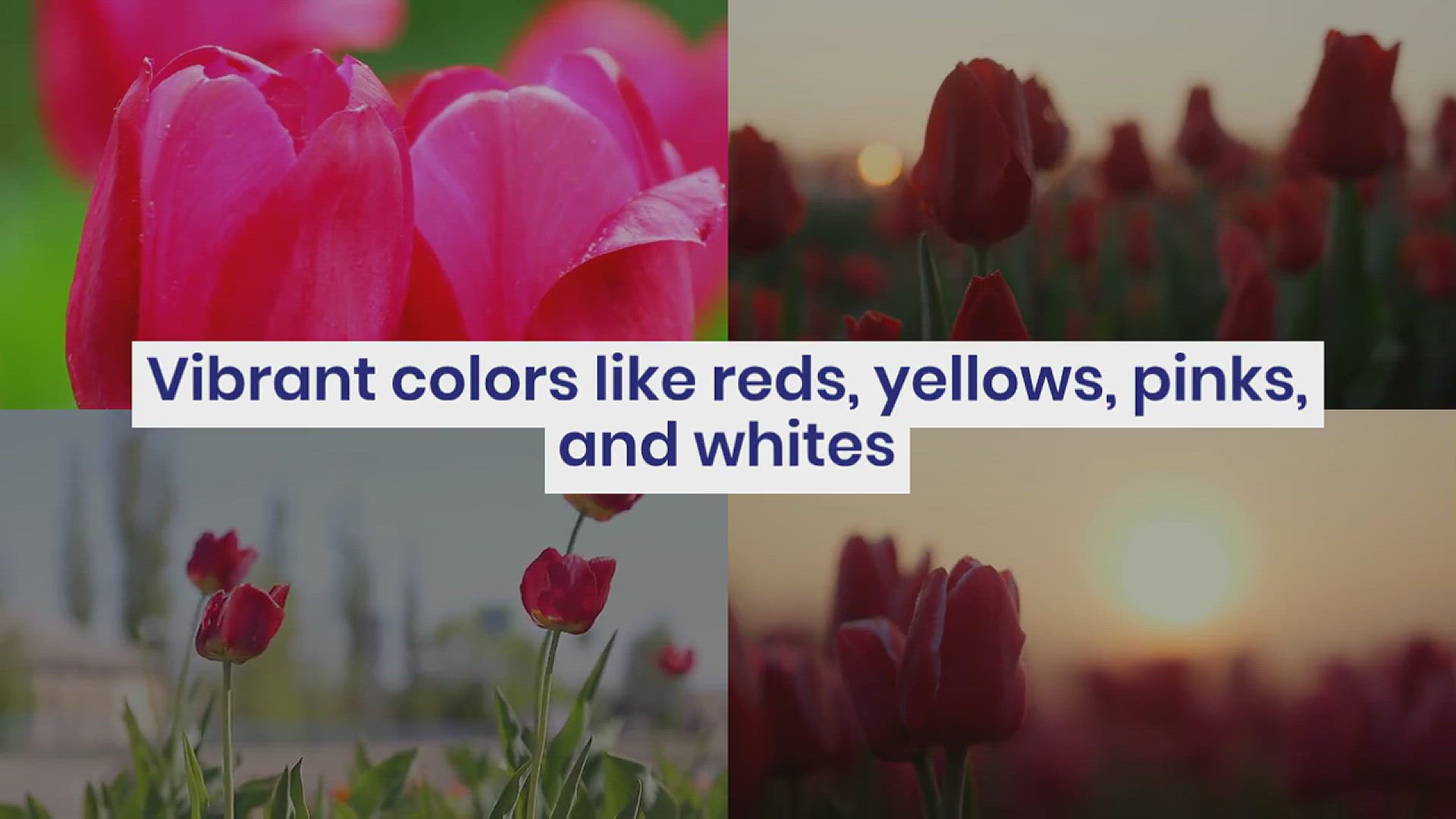 'Video thumbnail for Types of Tulips for Your Garden'