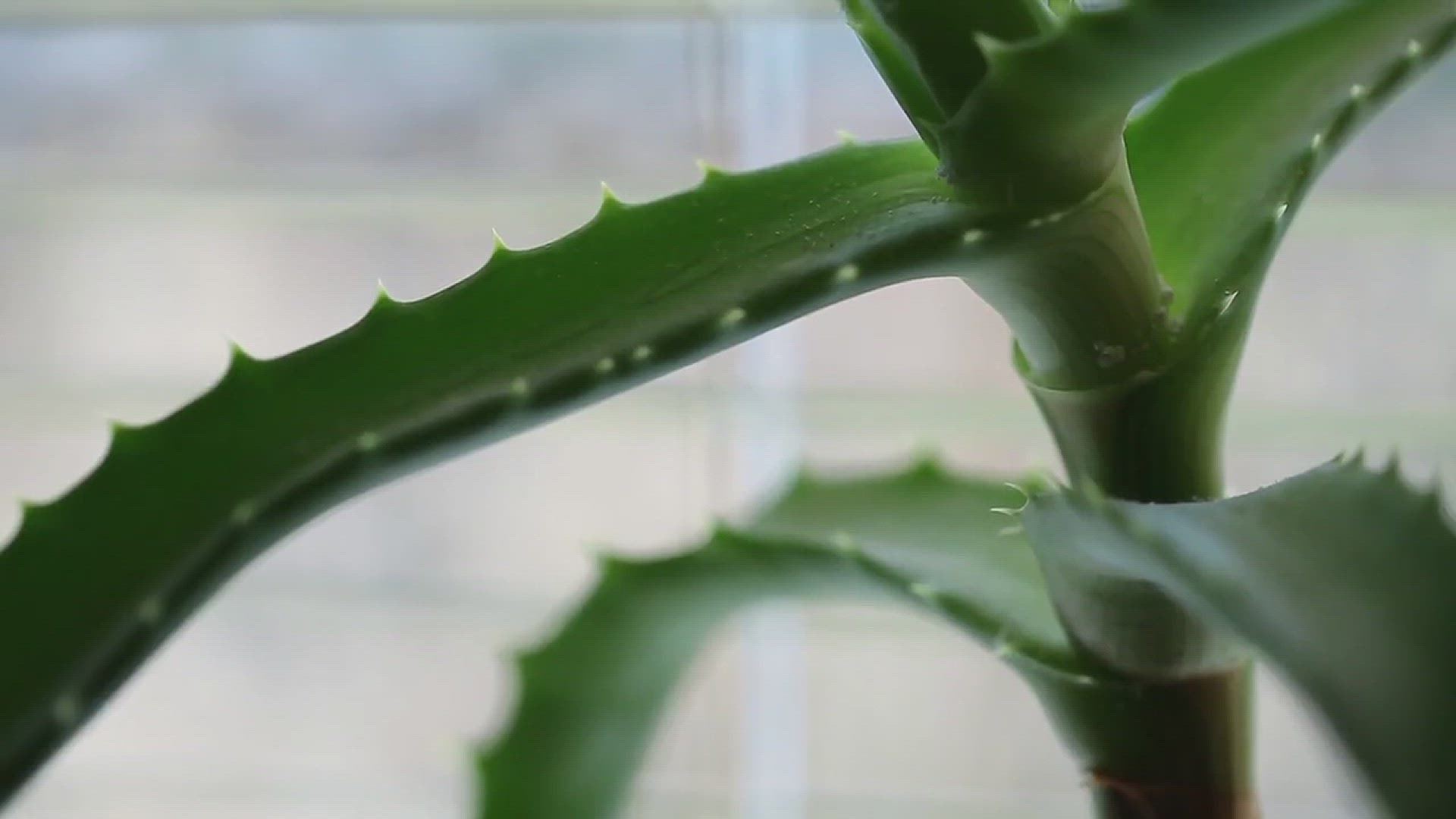 'Video thumbnail for How to Keep Your Orchids Blooming All Year Long'