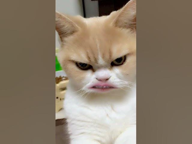 Video thumbnail for The unruly kitty makes an ultimatum