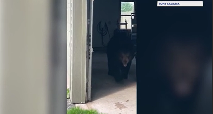 Video thumbnail for Bear spotted wandering through Goshen garage