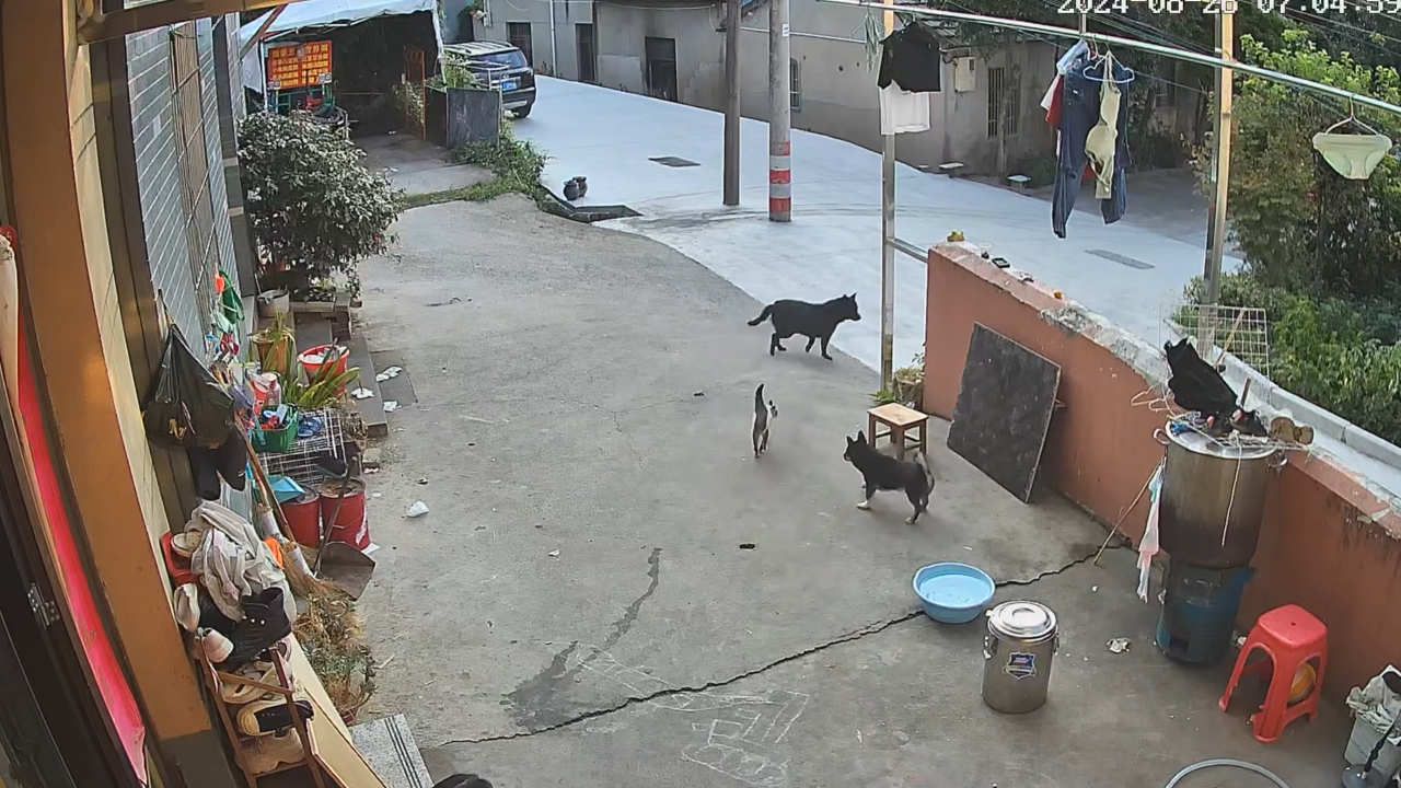 Video thumbnail for Cat Steps Between Two Dogs About to Fight in Zhejiang