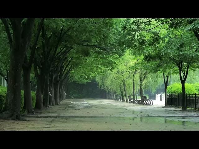 Video thumbnail for On the tree lined road on a rainy day, the sound of heavy rain relaxes the body and mind, reliev