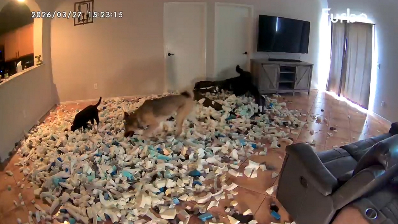Video thumbnail for Dogs Rip Open Bean Bag, Cover Living Room in Foam Chaos!