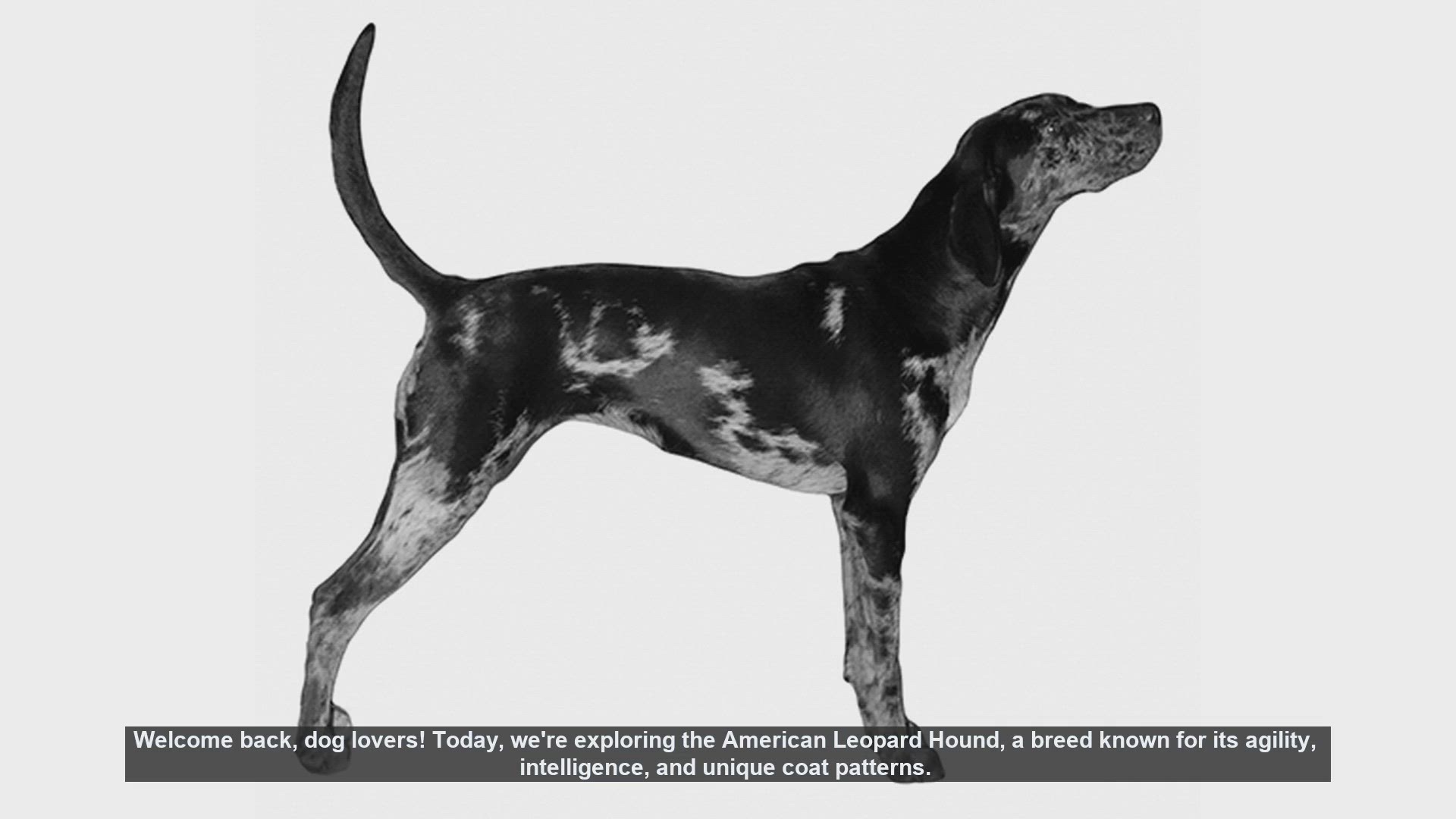 american-leopard-hound-health-concerns-what-open-video