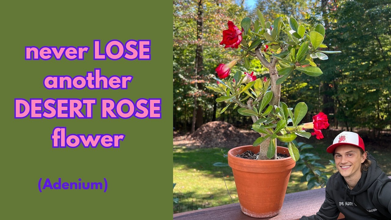 Video thumbnail for DESERT ROSE - No More Flower Buds Dropping Before Opening - Pro Tip (Adenium sp.)