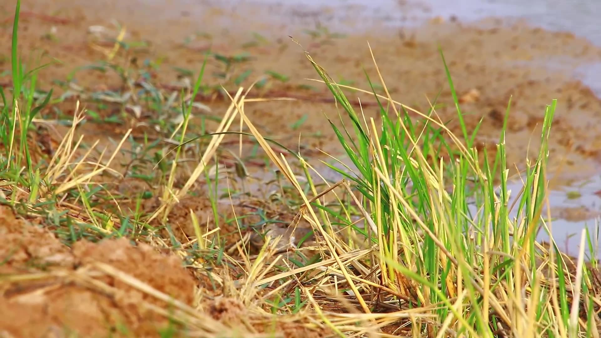Video thumbnail for Small wild bird find catch frog eat in lake
