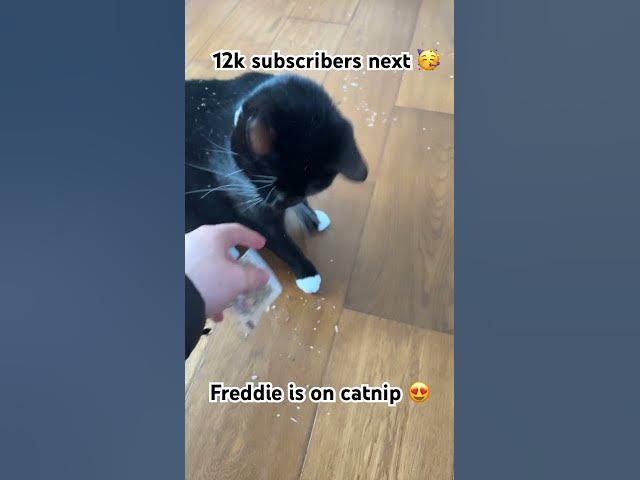 Video thumbnail for Cat on catnip 😍#catlover #cute#fyp#subscribe