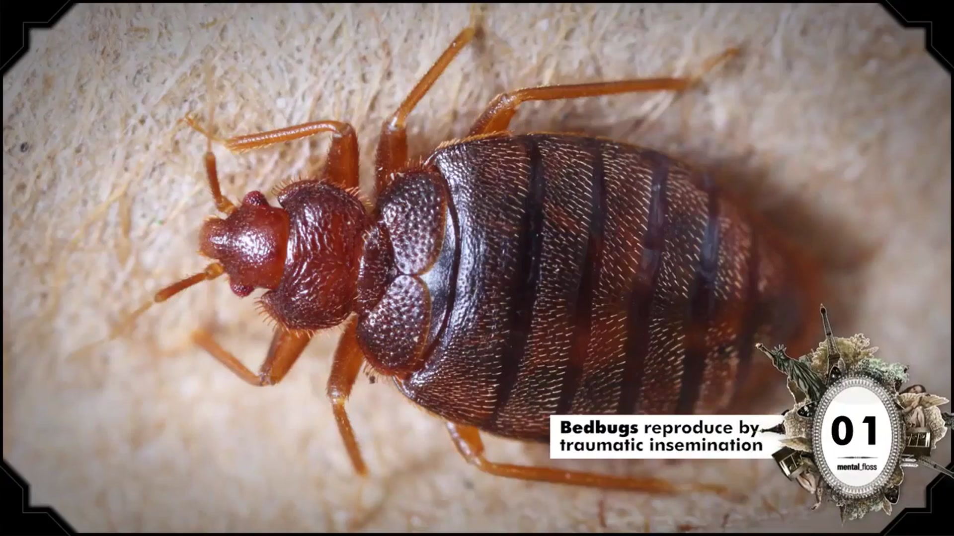 'Video thumbnail for 14 Facts about Parasites - mental_floss on YouTube - List Show (314)'