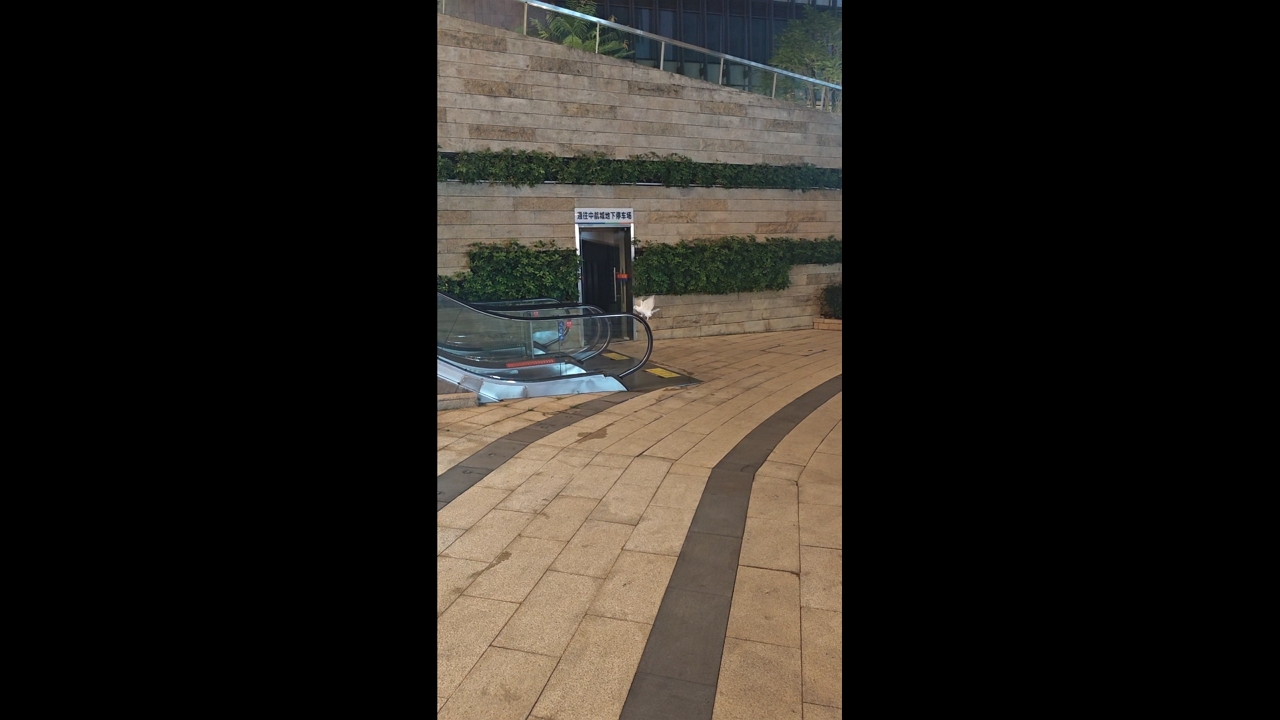 Video thumbnail for Bird Struggles to Walk Up Moving Escalator in Guangdong