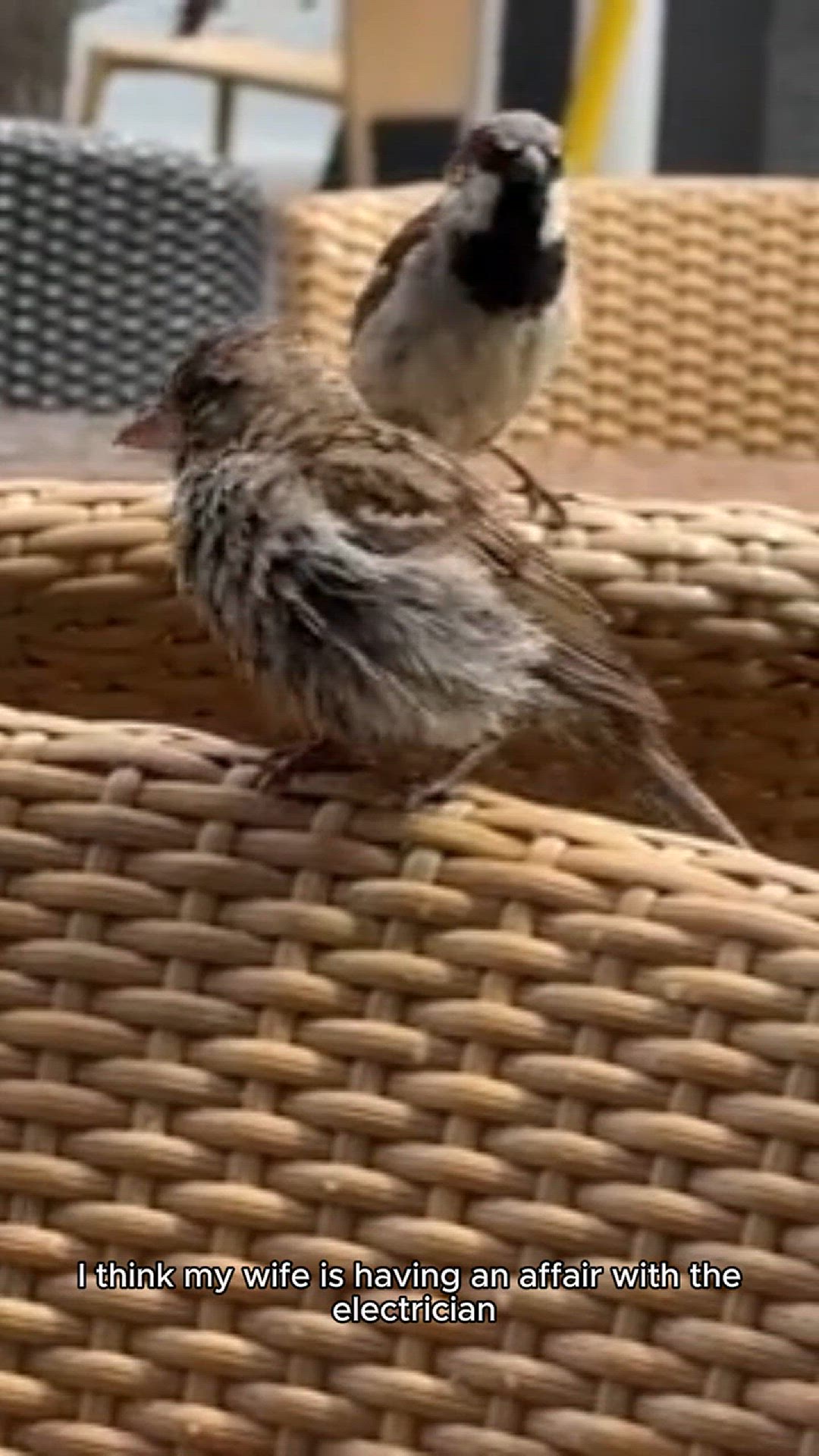 Video thumbnail for funny laughs