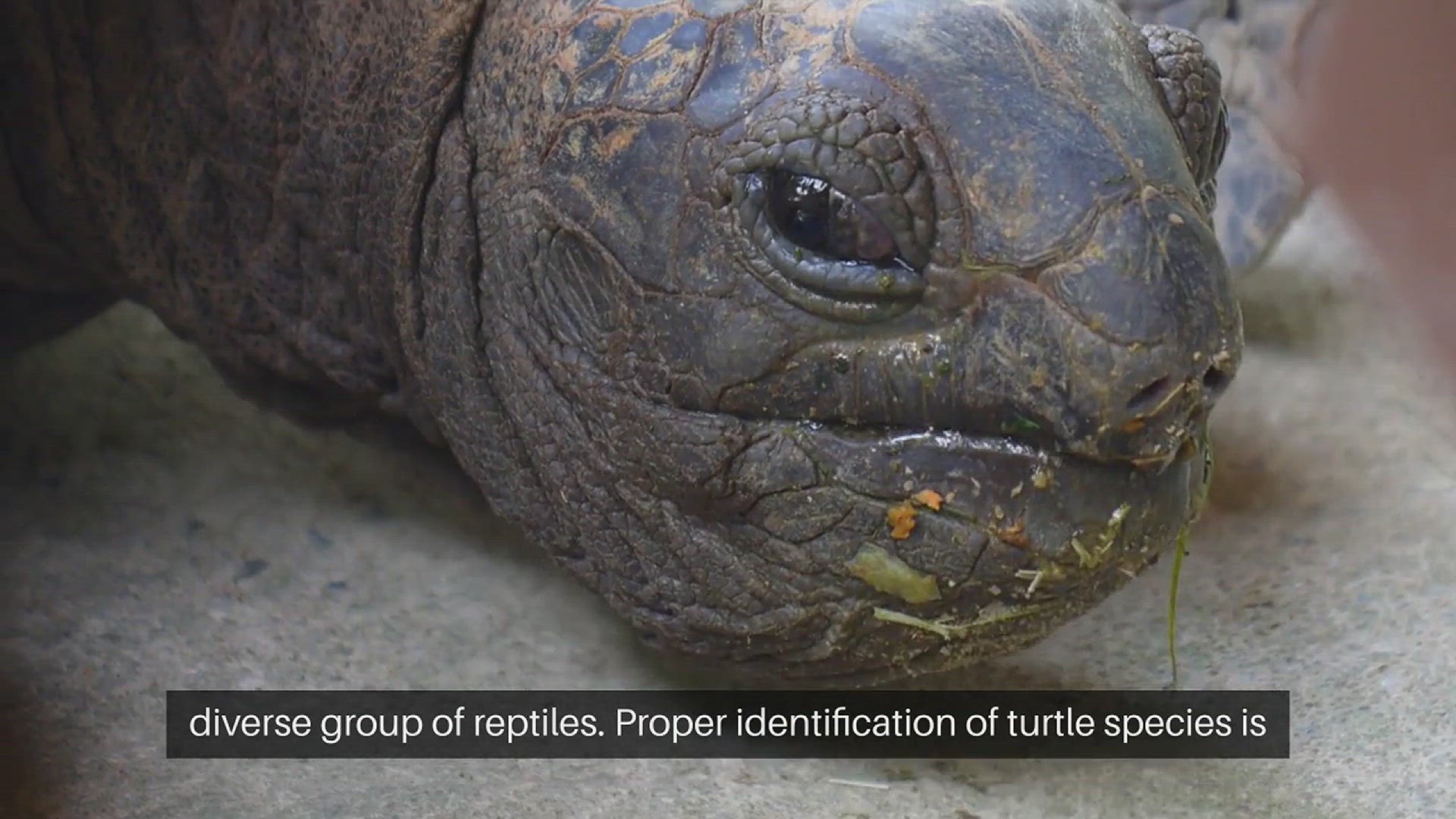 Video thumbnail for Turtle Species Identification