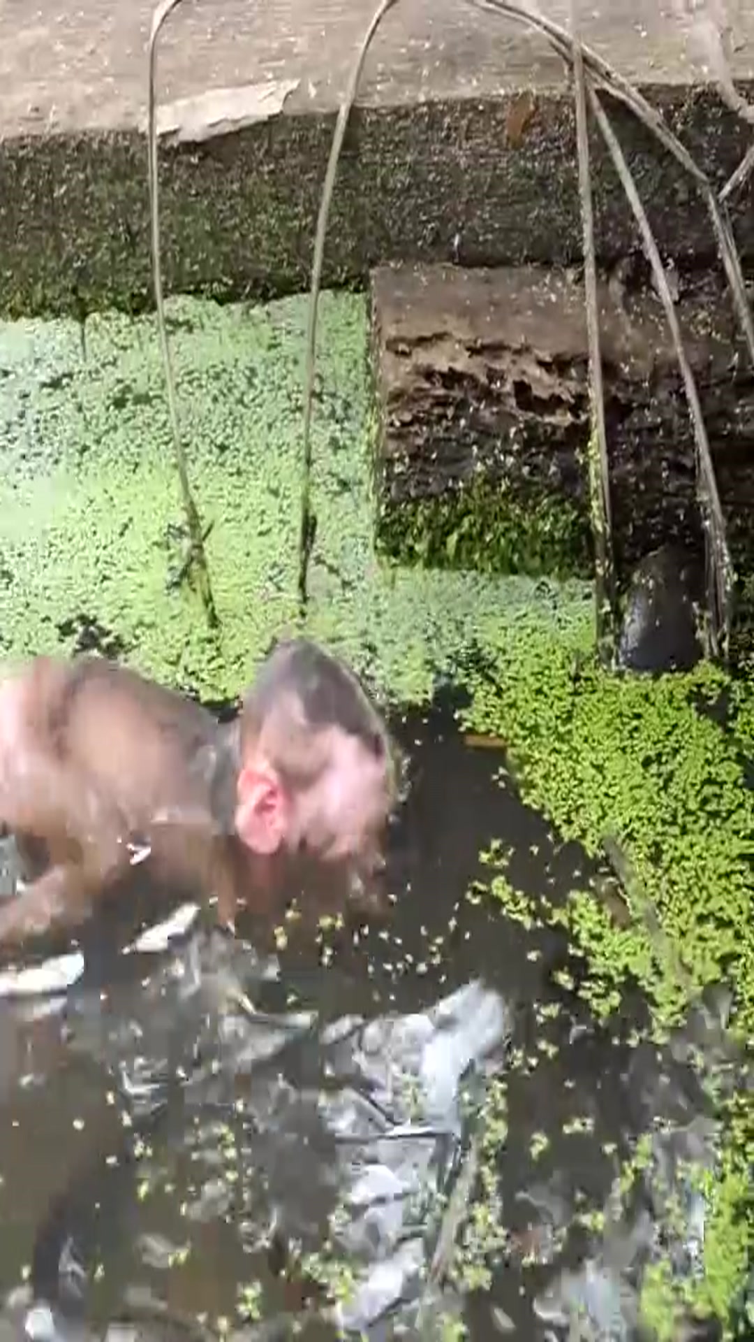 Video thumbnail for #Everything in the world has spirituality #Monkeys in Mount Emei #Highlights of the Animal World