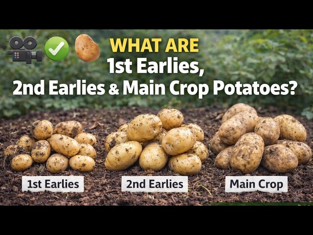 Video thumbnail for 🎥 ✅ 🥔 What Are 1st Earlies, 2nd Earlies & Main Crop Potatoes? 🌱 | Easy UK Guide |