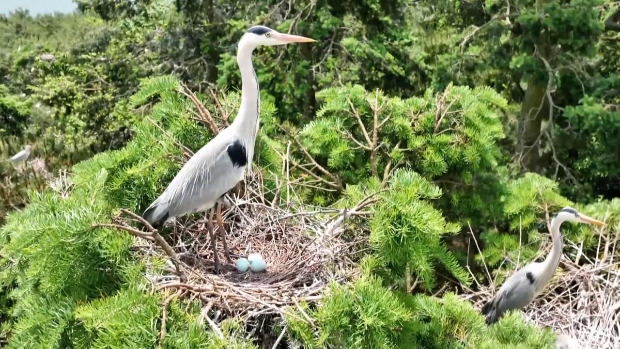 Video thumbnail for China: Yunnan town becomes summer paradise for herons.