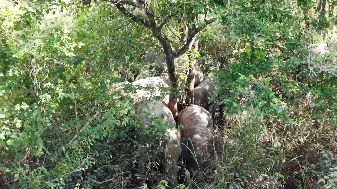 Video thumbnail for Cambodia: Wild Elephant Herd Tracked in Preah Vihear Province.