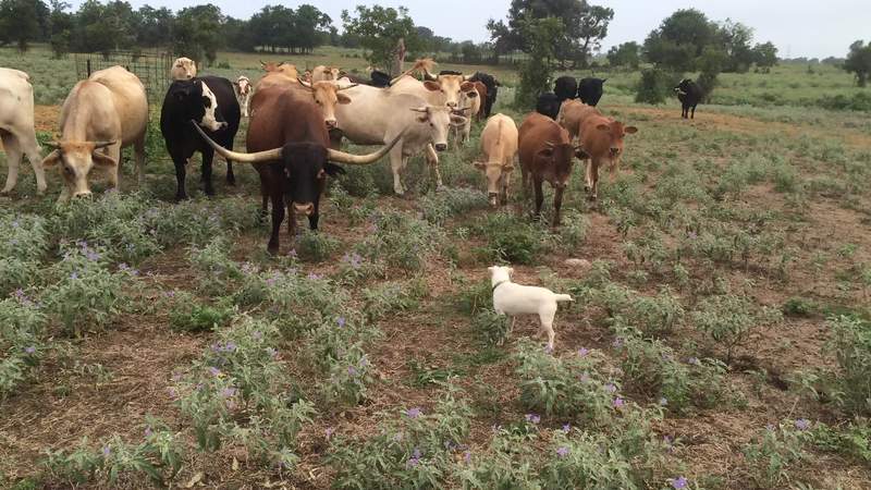 Video thumbnail for Fearless Jack Russell Facing Down a Herd of Texas Longhorns