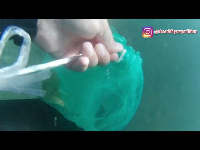 Video thumbnail for I help clean the red sea from rubbish