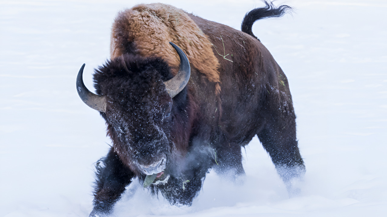 Video thumbnail for A closer look at 10 American wildlife you should never lock eyes with